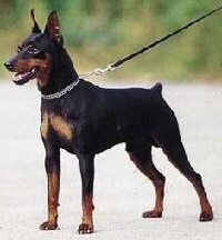 PINSCHER PITIC